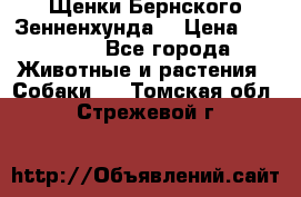 Щенки Бернского Зенненхунда  › Цена ­ 40 000 - Все города Животные и растения » Собаки   . Томская обл.,Стрежевой г.